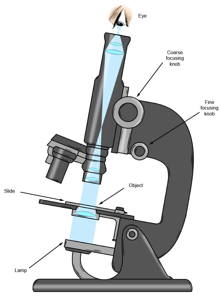 Cut away diagram of a microscope which uses several convex lenses